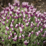 <em>Lavandula stoechas Magical</em> 'Posy Pink' 11/05/2023