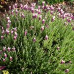 <em>Lavandula stoechas Magical</em> 'Posy Pink' 12/06/2025