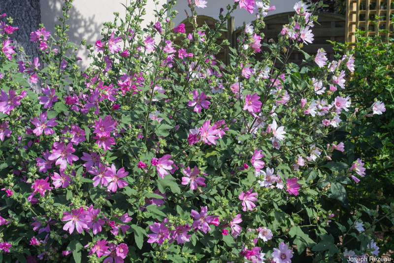 Juin 2022 - Très peu de fleurs 'Barnsley'