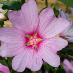 Lavatera x clementii 'Barnsley' 13/09/2014