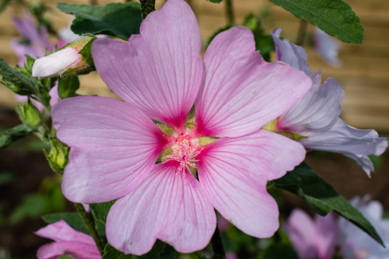 Lavatera x clementii 'Barnsley' 13/09/2014