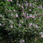 <em>Lavatera x clementii</em> 'Barnsley' 17/07/2018