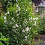 <em>Lavatera x clementii</em> 'Barnsley' 19/06/2023