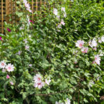 <em>Lavatera x clementii</em> 'Barnsley' 19/06/2023