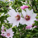 <em>Lavatera x clementii</em> 'Barnsley' 19/07/2015