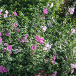 <em>Lavatera x clementii</em> 'Barnsley' 20/06/2020