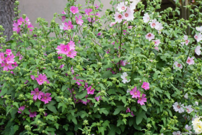 Reversion to type on the three quarters left of the plant - June 2021