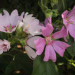 <em>Lavatera x clementii</em> 'Barnsley' 29/06/2019