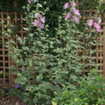 <em>Lavatera x clementii</em> 'Rosea' 19/06/2023