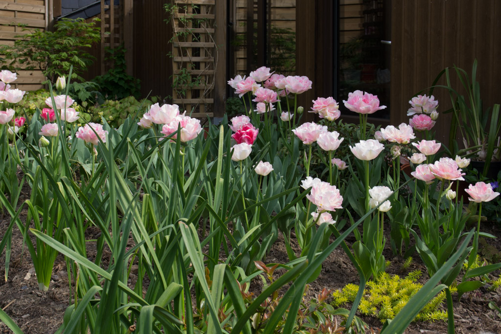 Find the "odd man out" in this small bed of 'Angélique' tulips.