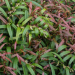 Flowers and new Spring foliage