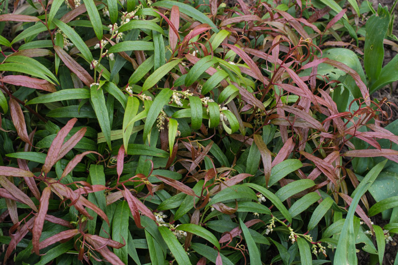 Flowers and new Spring foliage