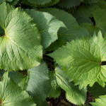 <em>Ligularia stenocephala</em> 'The Rocket' 07/07/2015