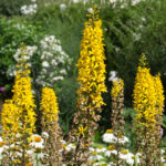 <em>Ligularia stenocephala</em> 'The Rocket' 17/07/2018