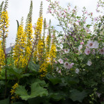 <em>Ligularia stenocephala</em> 'The Rocket' 19/07/2015