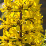<em>Ligularia stenocephala</em> 'The Rocket' 26/07/2016