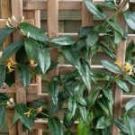 <em>Lonicera henryi</em> ‘Copper Beauty’ 12/06/2025