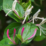 <em>Lonicera japonica var. repens</em> 08/06/2016