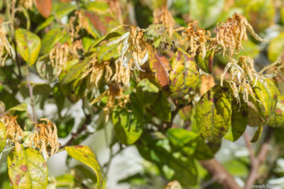 Feuilles et fleurs grillées par le gel de début avril 2022