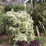 <em>Loropetalum chinense</em> 12/04/2025