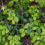 <em>Loropetalum chinense</em> 18/10/2015