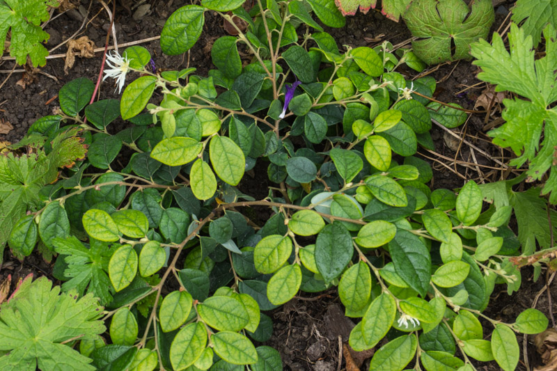 Loropetalum chinense 18/10/2015