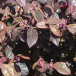 <em>Loropetalum chinense</em> ‘Fede’ 10/04/2022