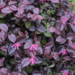 <em>Loropetalum chinense</em> ‘Fede’ 17/06/2021