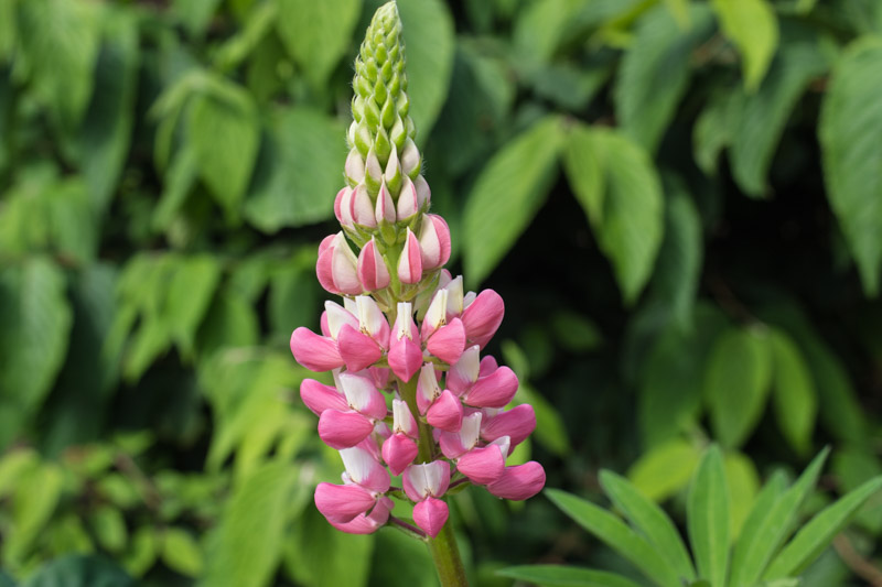 Première inflorescence de la saison