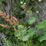 <em>Macleaya cordata</em> 06/08/2014