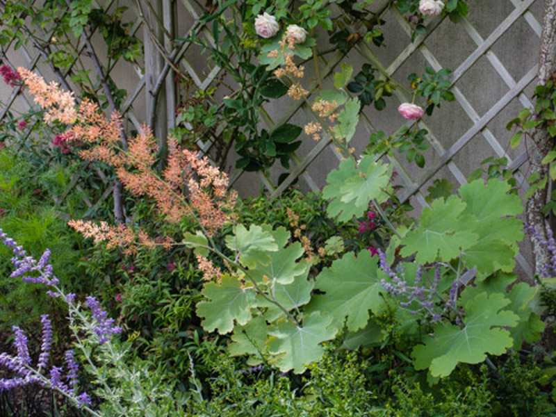 Macleaya cordata 06/08/2014