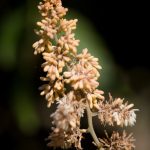 <em>Macleaya cordata</em> 13/07/2025
