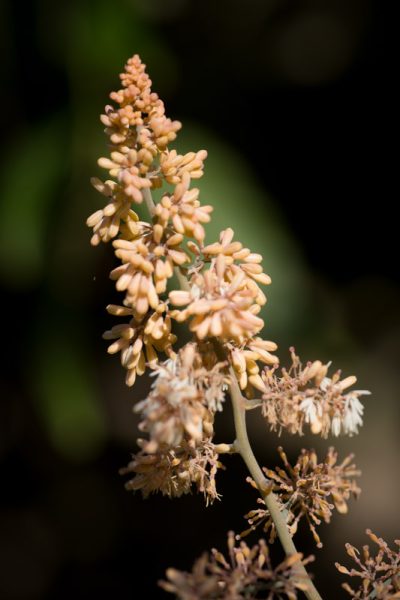 Inflorescence