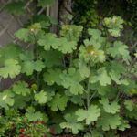 <em>Macleaya cordata</em> 17/05/2026