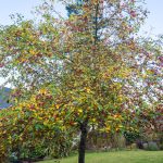 <em>Malus Perpetu</em> 'Evereste' 01/11/2025