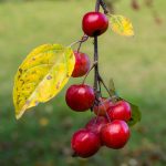 <em>Malus Perpetu</em> 'Evereste' 01/11/2025