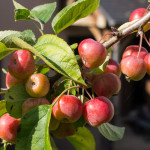 <em>Malus Perpetu</em> 'Evereste' 02/09/2015