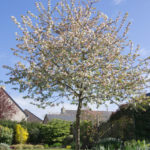 <em>Malus Perpetu</em> 'Evereste' 03/04/2020