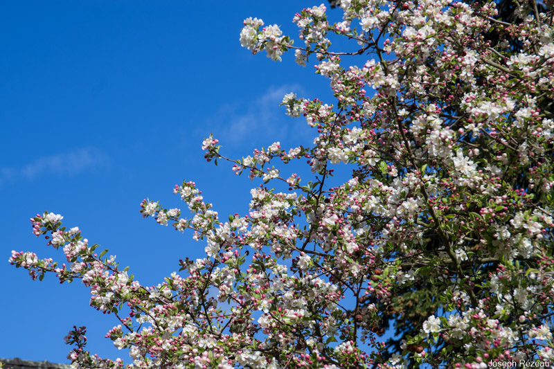 Spring flowering