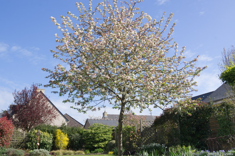 Floraison de printemps