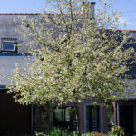 <em>Malus Perpetu</em> 'Evereste' 08/04/2021