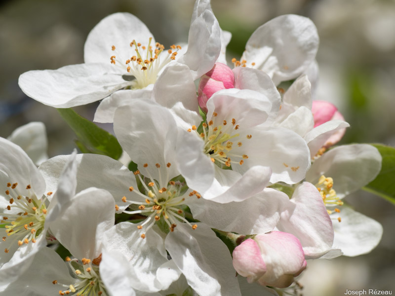 Floraison début avril 2023