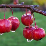 <em>Malus Perpetu</em> 'Evereste' 17/12/2020