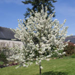 <em>Malus Perpetu</em> 'Evereste' 18/04/2018