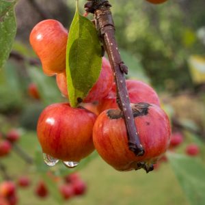 Pommes "dégouttantes" de pluie