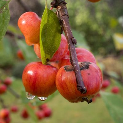 Pommes "dégouttantes" de pluie