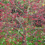 <em>Malus Perpetu</em> 'Evereste' 22/11/2020