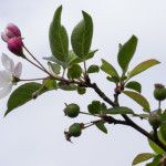 <em>Malus Perpetu</em> 'Evereste' 24/05/2015