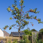 <em>Malus Perpetu</em> 'Evereste' 29/09/2015