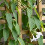 <em>Mandevilla laxa</em> 09/09/2022